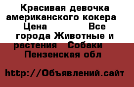 Красивая девочка американского кокера › Цена ­ 35 000 - Все города Животные и растения » Собаки   . Пензенская обл.
